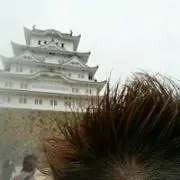 ボンクラリン