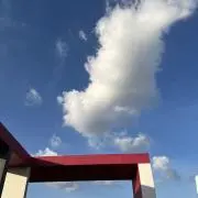 ユリーの画像