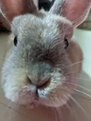 どんの画像