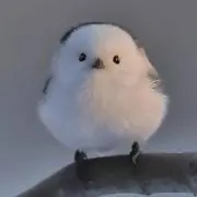 Ayaの画像