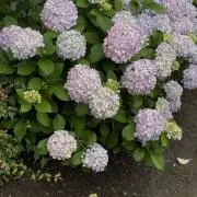 たか