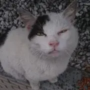 にゃーごにゃー