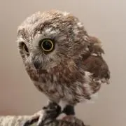 フクロウの画像
