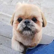 りょぴ