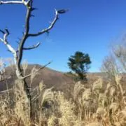 みゅ
