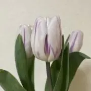 チューリップの画像