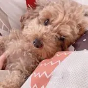 ちっちの画像