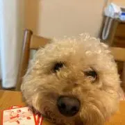 こたの画像