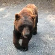 もふもふの画像