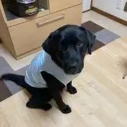 けんちゃんの画像