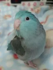 青い鳥