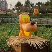 aorの画像