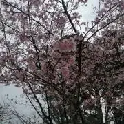 aiw