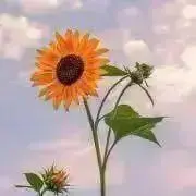 久東☀️即日発送*複数注文対応☀️の画像