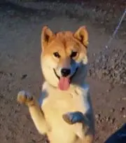 リクの画像