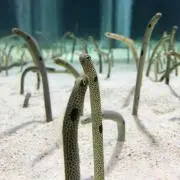 せみまろ