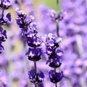 ラベンダー花の画像