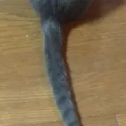 GURIの画像