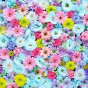 プチャリ☆断捨離中の画像