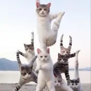ponの画像