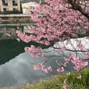 KIRIMAの画像