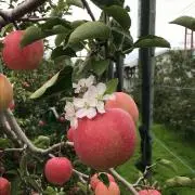 つがる衆の画像