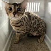 ベンガル