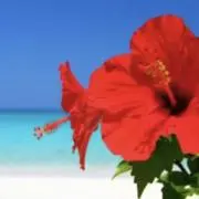 ちびshinの画像