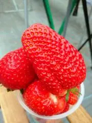 hasの画像
