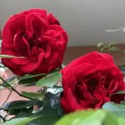Emilyの画像