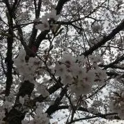 ゆめ