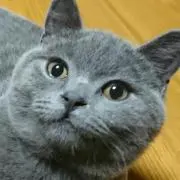 Kazooの画像