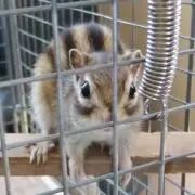 たーざん