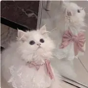 みっこ【まとめ買い歓迎】の画像