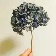 haru＊の画像
