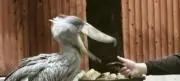 しんのすけの画像