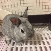 ほおぷの画像