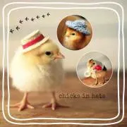ひよこ(プロフ必読！)
