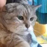 ねこにゃん♪の画像