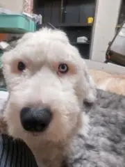 pochapochaママの画像