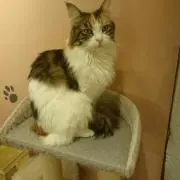 TOMO UWAの画像