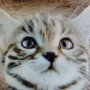 黒足ネコの画像