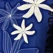 nokoの画像