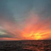 SY