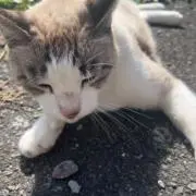 だいき