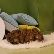 Aの画像