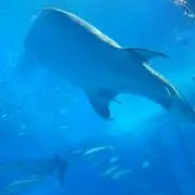 ちょっぱー