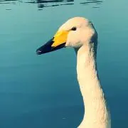 トリシロ