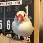 ぴーきち