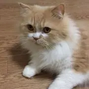 マル